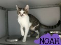 Noah1