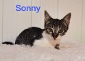 Sonny