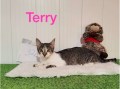 Terry