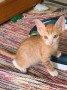 Anton