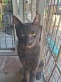 Bagheera3