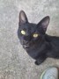 Bagheera5