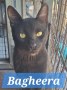 Bagheera