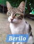 Berilo