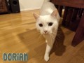 Dorian