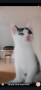 Filou
