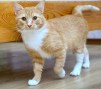 Garfield1