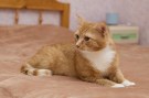 Garfield4