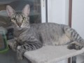 Griseta2