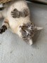IMG-20250306-WA0001