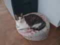KaterDiabetes