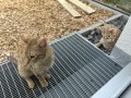 Kiba_Neko