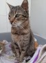Lis