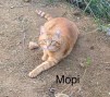 Mopi