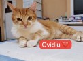 Ovidiu