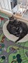 img-20250207-wa0001_6a3ed9601d244