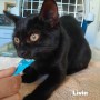 livia_68b16dfe15166