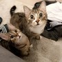 luna-und-gismo_68b16c6cdf705