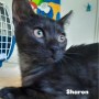 sharon_68b16dfe1551e